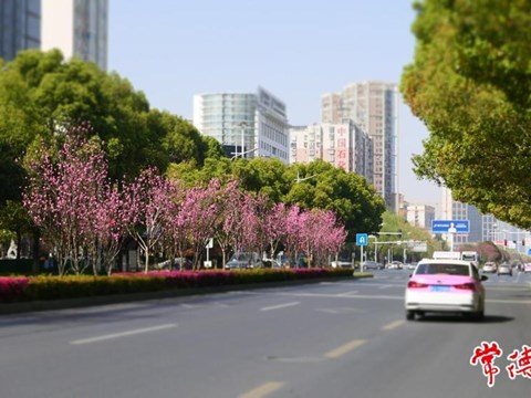 【赏花地图】春风正好 桃花正浓