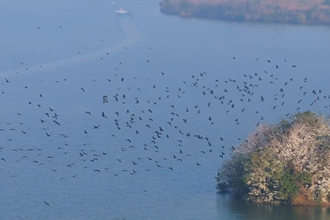 柳叶湖：如期而至 大批候鸟飞抵柳叶湖